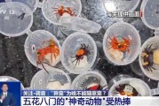 德州@铲屎官们 养“异宠”或危害国家安全 这些行为违法了