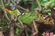 德州云南南滚河保护区首次发现红唇棘蜥
