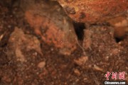 德州江西发现蜘蛛新物种 为研究呵叻蛛属适应区域提供依据