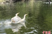 德州吉林：罕见白鸬鹚连续两年“故地重游”