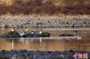 德州歙县完成安徽首个县域生物多样性调查 共记录物种近4千种